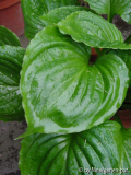 Hosta 'Lakeside Black Satin'