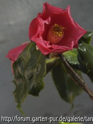 holly bright