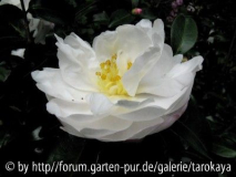 asakura einzelblüte