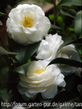 janet waterhouse
