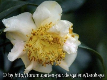 scented sun