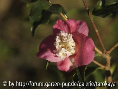 scented gem