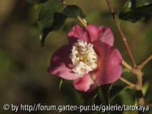 scented gem