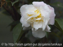scentous