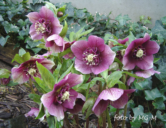 Smlg anemonenblütig