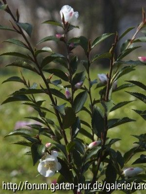 C.nokoensis ganz