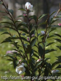 C.nokoensis ganz