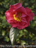 francie l.