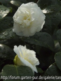 nobilissima