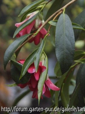 hakuhan-kujaku