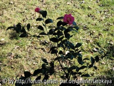 chinensis varieg. ganz