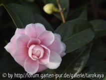giardino schmitz