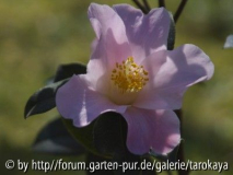 dagmar berghoff