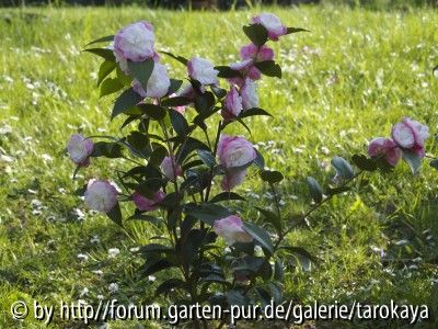sweet jane ganz