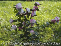 sweet jane ganz