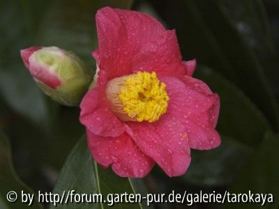 springs promise