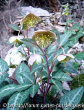 Helleborus lividus 2 -Feb_2008.jpg