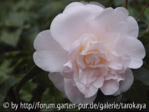 rose de sables