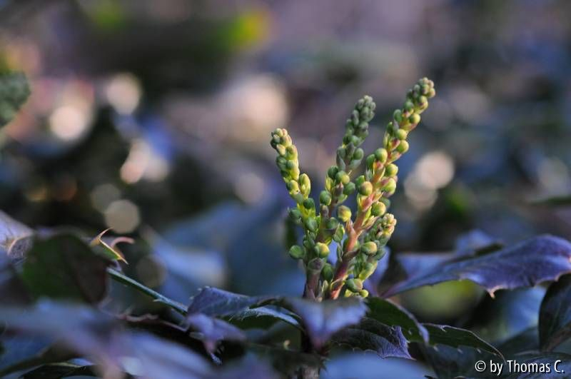 Mahonia