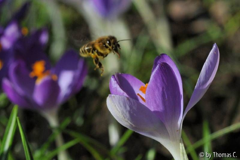 Crocus mit Besuch 2