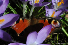 Crocus mit Besuch 3