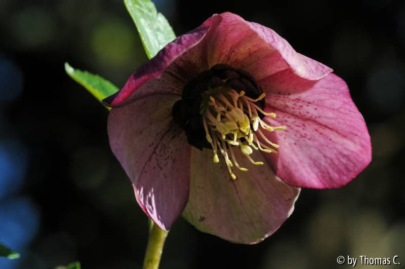 Helleborus