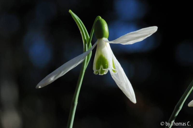 Galanthus