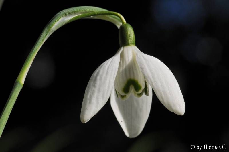 Galanthus