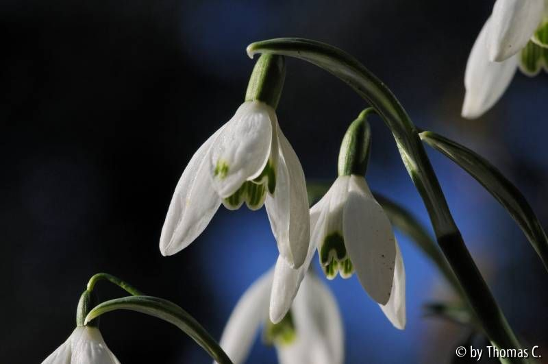 Galanthus