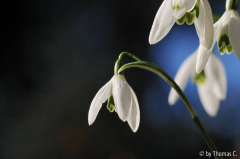 Galanthus