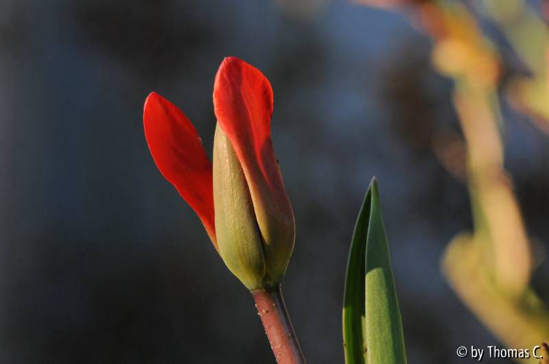 Entfaltung