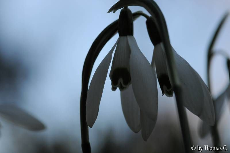 Galanthus
