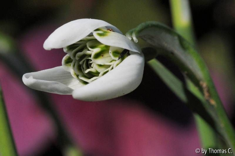 Galanthus