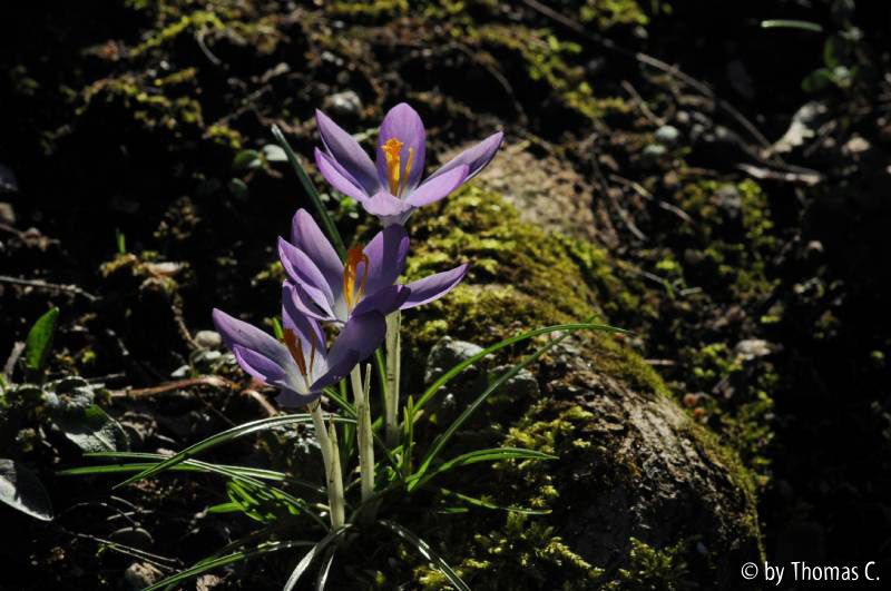 Crocus