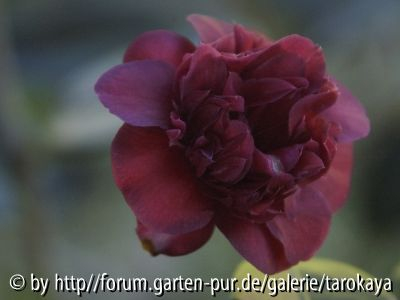 burgundy gem