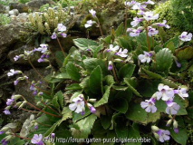 Haberlea rhodopensis