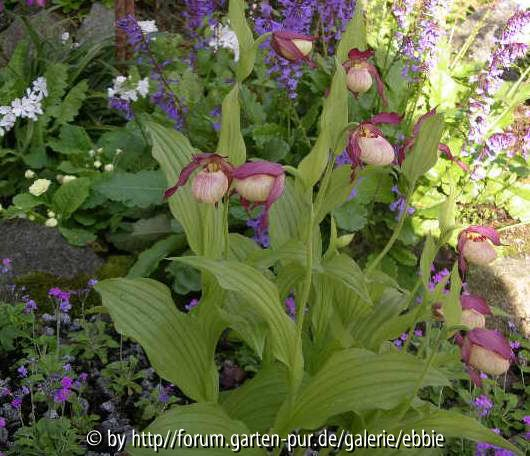 Cypripedium _Gisela