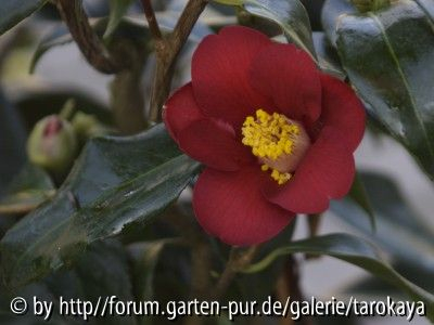 broceliande