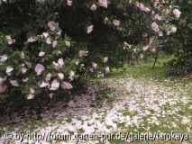 blütenschnee im märz
