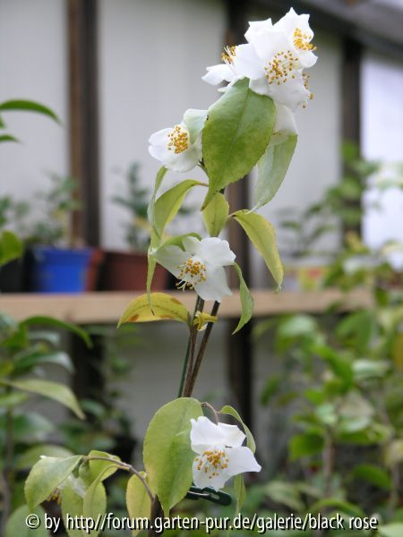 C. Cuspidata pfl.