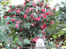 C. jap. Rosedale´s Beauty