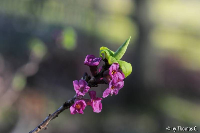 Februarensemble 04