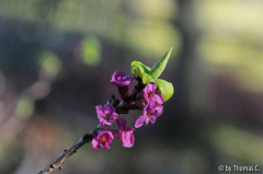 Februarensemble 04