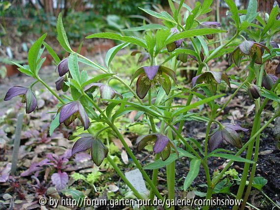 Helleborus croaticus 2008 II