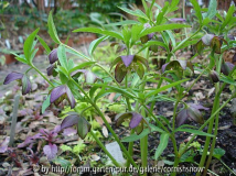 Helleborus croaticus 2008 II