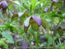 Helleborus croaticus 2008 III