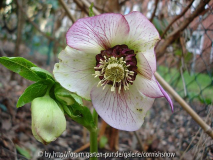 Helleborus Hybride - anemonenblütig Schmiemann