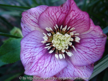 Helleborus Hybride - geadert Schmiemann