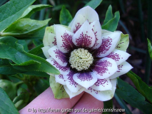 Helleborus Hybride - gefüllt Schmiemann