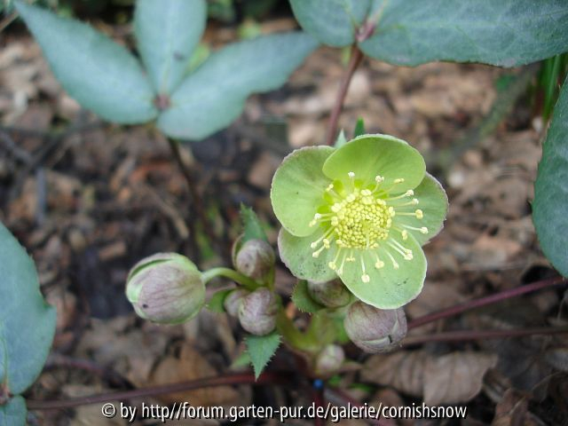 Helleborus argutifolius - silberblättrig I